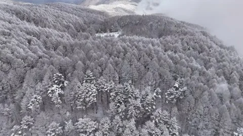 Top Down Snowy Forest, Winter Texture, Pattern│Aerial Drone Stock-Footage 329063178