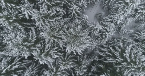 Top down on snowy treetops Stock Footage 88607914