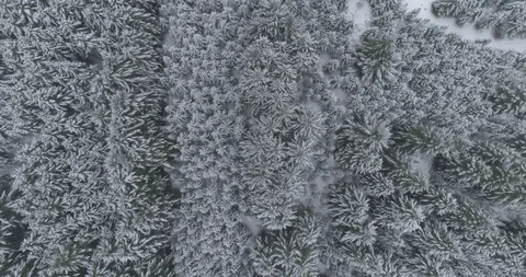 Top down on snowy treetops Stock Footage 88608348