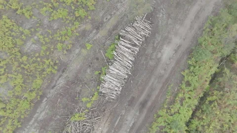 Top-down spinning drone over piles of tree trunks in deforested area, France Stockbeeldmateriaal 333108834