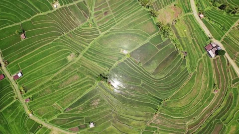 Top-down spinning view of watered rice paddy at Jatiluwih, camera fly up Stock Footage 239003580