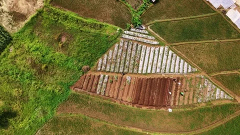 Top Down Static Drone Shot of Farmers Planting Seedlings on Agricultural Land Stock Footage 325291977