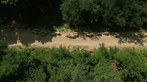 Top Down Static Drone Shot of Sheep Moving Along Forest Road in Serbia 스톡 동영상 332679289