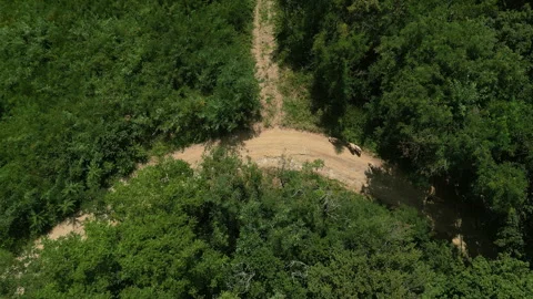Top Down Static Drone Shot of Sheep Moving Along Curved Forest Road in Serbia 스톡 동영상 332680147