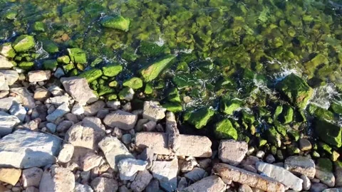 Top Down Static View of Clear Water Moving Over Green Algae and Rocks Stock Footage 332482025