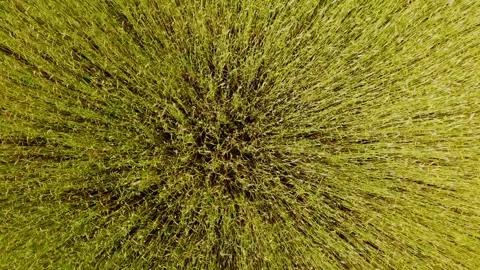 Top Down Static View of Oat Field Moving in Gentle Evening Wind Waves Stock Footage 329533574