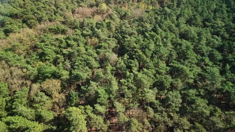 Top-down Straight Line Tracking Shot Drone View of Forest in Lichtaart, Flanders Stock Footage 306327592