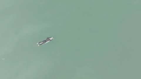 Top-down surfer paddling then sitting Video stock 345225302