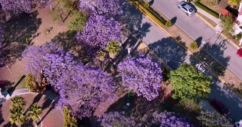Top-Down Sweep of Jacaranda Bloom in Mexico City Park Vídeos de archivo 335136277