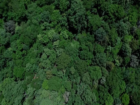 Top Down Tennessee Trees 库存影片 75793538