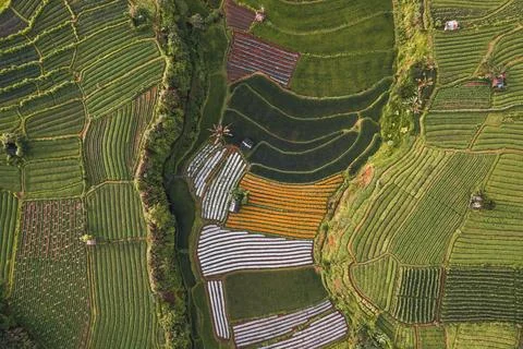 Top Down texture details of Hut in Marigold Flowers in Sidemen Bali Indonesia Stock Photos