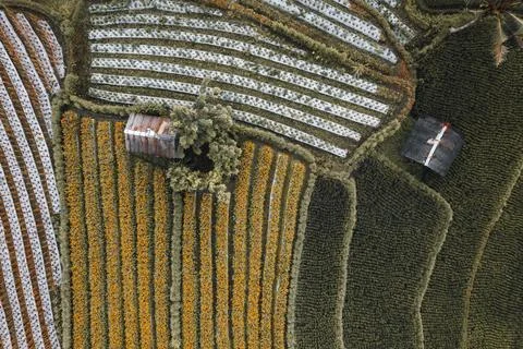 Top Down texture details of Hut in Marigold Flowers in Sidemen Bali Indonesia Stock Photos