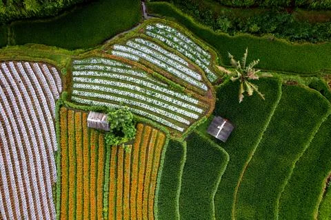 Top Down texture details of Hut in Marigold Flowers in Sidemen Bali Indonesia Stock Photos