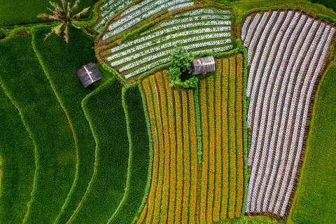 Top Down texture details of Hut in Marigold Flowers in Sidemen Bali Indonesia Stock Photos