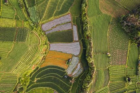 Top Down texture details of Hut in Marigold Flowers in Sidemen Bali Indonesia Stock Photos