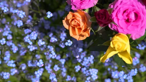 Top-down Tilt from Forget-Me-Not bush to colourful roses left side copy space Video stock 242863232