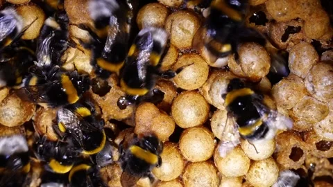 Top-Down Time-Lapse of Bumblebee Brood Cells – 4K Footage (Bombus terrestris) Stock-Footage 320671752