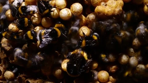 Top-Down Time-Lapse of Bumblebee Nest – 4K Cinematic Lighting Stock-Footage 320671763