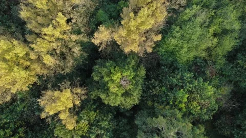 Top down track over trees in autumn light. Stock Footage 224690888