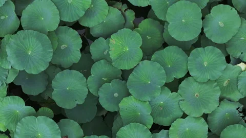 Top Down Tracking of Aquatic Leaves Zen Pattern 4K HLG Stock Footage 345619211
