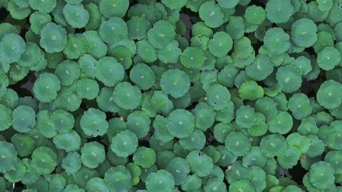 Top Down Tracking of Dense Aquatic Leaves Canopy 4K HLG Stock Footage 345618528