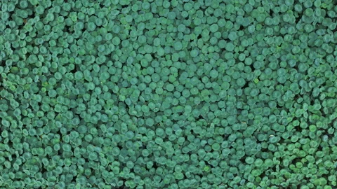Top Down Tracking of Dense Green Duckweed on Pond Surface 4K HLG Stock Footage 345619213