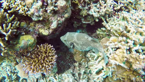 Top-down tracking shot of Map Puffer fish in colorful healthy coral reef Stock Footage 135646751