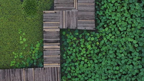 Top Down Tracking of Wooden Walkway over Zen Lotus Pond 4K HLG Stock Footage 345624765
