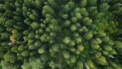 Top down trail, dirt road in autumn forest, fall woodland aerial shot Video stock 140475980