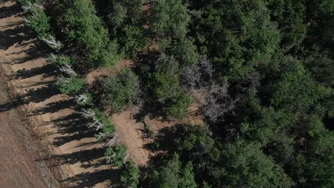 Top Down Of Tree Field Stock Footage 89785240