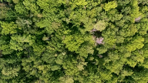Top Down Trees 1 Stock Footage