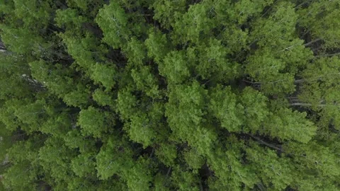 Top down of trees Stock Footage 204935493