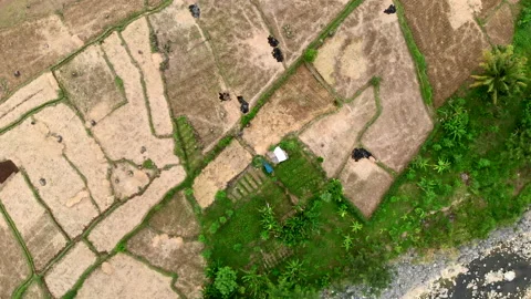 Top down turning aerial view of dry rice field and rocky riverside Stock Footage 155938833