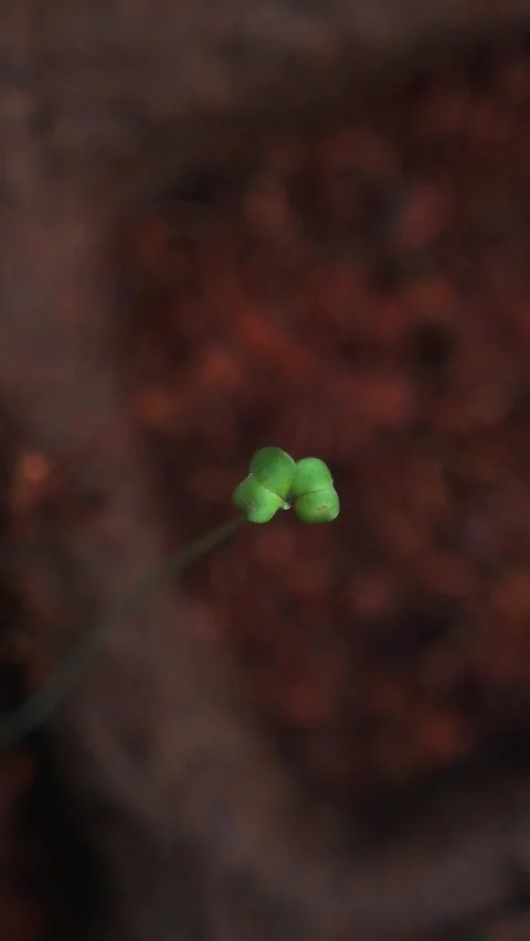 Top down turning shot of single young plant vertical social media  Stock Footage 238684286