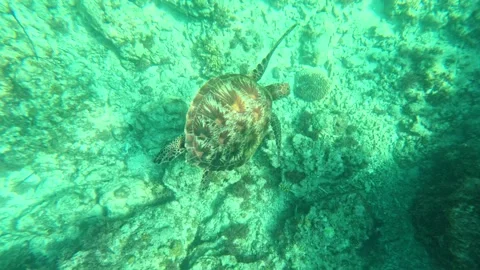 Top down underwater view of green sea turtle gliding across vibrant coral reef Stock Footage 342178109