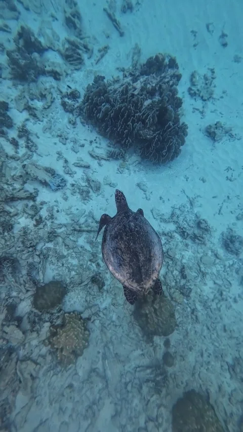 Top Down Underwater View of Sea Turtle Swimming Over Sandy Ocean Floor Stock Footage 341008082