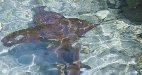 Top down underwater view of a shark swimming through shallow clear tropical Stock Footage 334199141