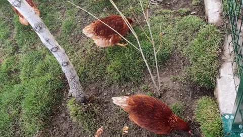 Top-down vertical view of brown free-range chickens foraging on green grass next Vídeos de archivo 335938727