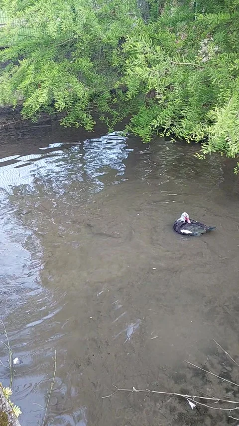 Top down vertical view of Muscovy ducks swimming in a river stream Stock Footage 337746850