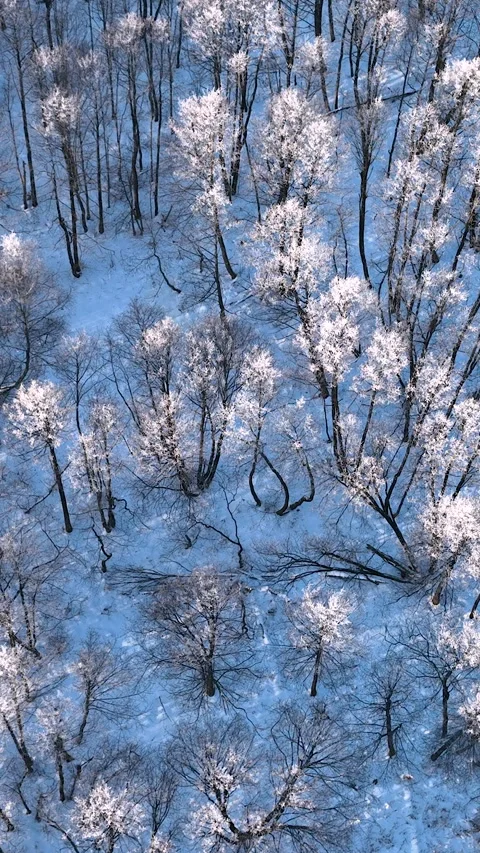 Top Down Vertical View Of Snow Covered Winter Forest In Gdynia Stock Footage 337798865