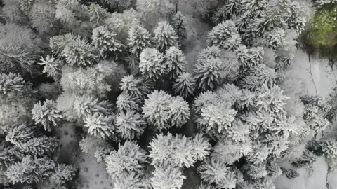 Top down video over snow-covered trees Stock-Footage 138650423