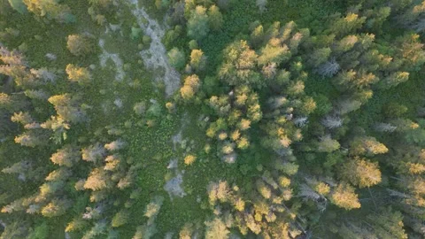 Top down video of trees drone shot Video stock 248195460