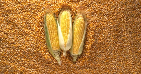Top down view of 3 Corn cobs falling On Corn in super slow motion Stock Footage 154900167