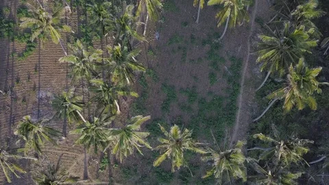 Top down view above the palms in the sunset time aerial footage Stock Footage 101996202