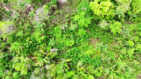 Top Down View Across Dense Lush Tropical Rainforest Canopy and Jungle Vídeos de archivo 346241600