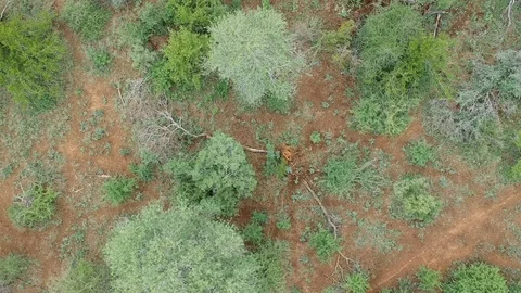 Top-Down View of African Savanna Terrain | Stock Video | Pond5