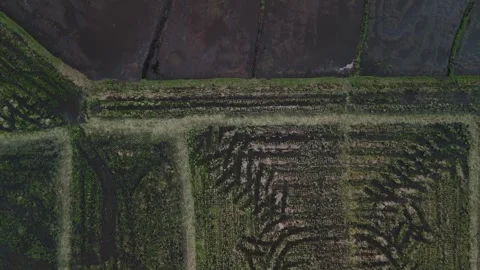Top down view of agricultural fields and irrigation patterns. Stock Footage 337513338