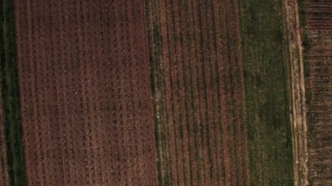 Top down view of agriculture field (4k 30p Drone) SS Stock Footage 225286342