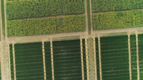 Top down view of agronomic test site Stock Footage 108006779