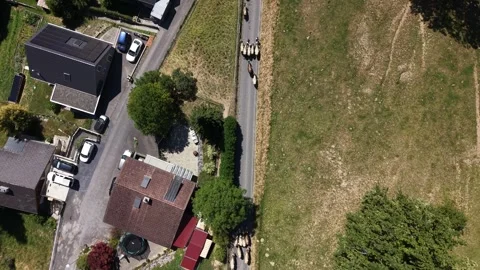 Top down view of alpine cattle herd crossing village road with farmers Stock Footage 341840476